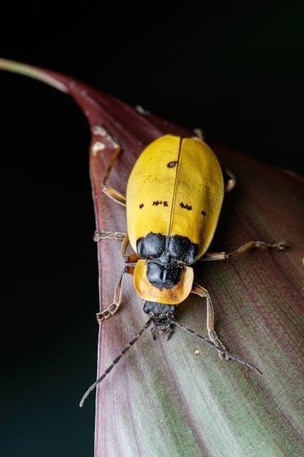 beetle b gon max instructions